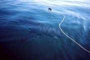Weißer Hai auf Inspektion (00000380)