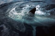 Weißer Hai auf Inspektion (00000383)
