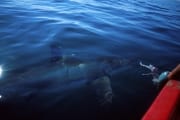 Weißer Hai auf Inspektion (00000388)