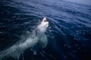 Weißer Hai hat sich zur Seite gedreht und zeigt seine weiße Unterseite (00000395)
