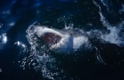Weißer Hai durchbricht die Wasseroberflaeche (00000396)