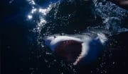 Weißer Hai durchbricht die Meeresoberflaeche (00000397)