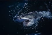 Wild und schoen: Der Weißer Hai (00000399)