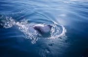 Großer Weißer Hai durchbricht die Wasserobarflaeche (00000401)