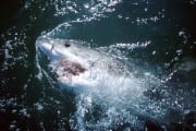 Weißer Hai durchbricht die Meeresoberflaeche (00000403)
