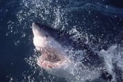 Weißer Hai durchbricht bei silbern aufspritzendem Was (00001549)