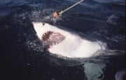 Topraeuber Weißer Hai durchbricht die Meeresoberflaec (00001564)