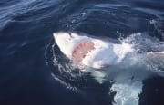 Intensiv weiß leuchtet die Unterseite des Weißen Hais (00001565)