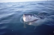 Weißer Hai interessiert sich für die Ueberwasserwelt (00001566)
