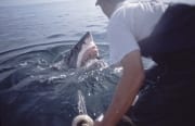 Weißer Hai hebt seinen Kopf ueber Wasser und schaut z (00001576)