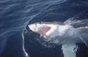 Strahlendweiß: Die Unterseite des Weißen Hais an der (00001580)