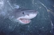 Der Weiße Hai interessiert sich für die Welt ueberwas (00001583)