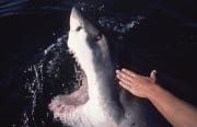 Mit geoeffnetem Maul hebt ein Weißer Hai den Kopf ueb (00001584)