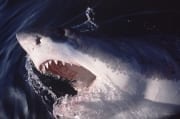 Voller Dynamik durchbricht der Weiße Hai die Wasserob (00001585)