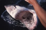 Weiße Hai Maul weit geoeffnet (00001590)
