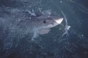 Weißer Hai durchbricht die bewegte Meeresoberflaeche (00001593)