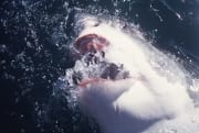Weißer Hai durchbricht die Wasseroberflaeche und schn (00001596)
