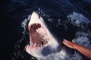 Das Maul des Weißen Hais mit den scharfen Zaehnen im (00001598)