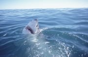 Interessiert hebt der Weiße Hai seinen Kopf aus dem Wasser (00001606)