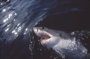 Kritisch schaut sich der Weiße Hai an der Wasseroberf (00001614)