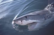 Zielgerichtet schwimmt der Weiße Hai an der Wasserobe (00001619)