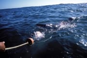 Weißer Hai folgt dem Fischkoeder (00001840)