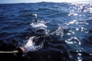 Weißer Hai folgt dem Koeder (00001841)
