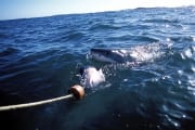 Weißer Hai folgt dem Koeder zum Boot (00001842)