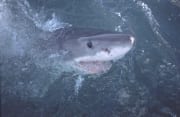 Neugierig betrachtet der Weiße Hai die Ueberwasserwel (00001844)