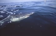 Weißer Hai erreicht die Wasseroberflaeche (00001872)