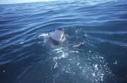 Weißer Hai taucht an der Meeresoberflaeche auf (00001882)