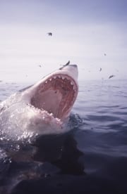 Weit offener Weißer Hai Rachen und Seevoegel (00001938)