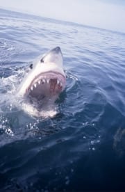 Weit geoeffneter Weißer Hai Rachen (00001945)