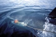 Weißer Hai hat den an einer Boje befestigten Koeder g (00001958)