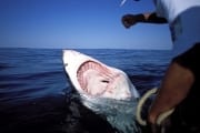 Wide open mouth of the Great White Shark (00003347)