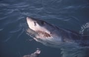 Weißer Hai hebt seinen Kopf ueber Wasser (00010545)