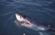 Weißer Hai hebt seinen Kopf ueber Wasser (00010546)