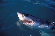 Weißer Hai hebt seinen Kopf ueber Wasser (00010547)