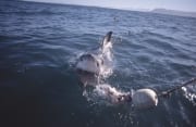 Weißer Hai folgt dem Koeder zum Boot (00014404)
