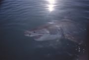 Großer Weißer Hai an der Wasseroberflaeche (00014416)