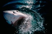 Weißer Hai durchbricht die Meeresoberflaeche (00014484)