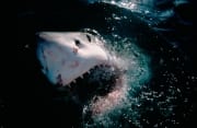 Weißer Hai durchbricht die Meeresoberflaeche (00014485)