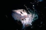 Weißer Hai durchbricht die Meeresoberflaeche (00014486)