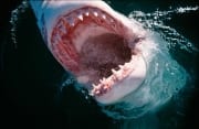 Weißer Hai Rachen aus der Sicht einer Robbe (00014488)
