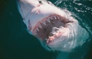 Der Weißer Hai und seine scharfen Zaehne (00014489)