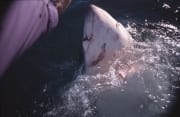 Weißer Hai durchbricht das Wasser vertikal (00014499)
