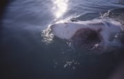 Weit geoeffnetes Weiße Hai  Maul (00014502)