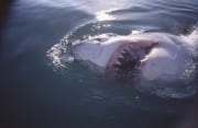 Der Weiße Hai und seine scharfen Zaehne (00014505)