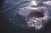 Weißer Hai mit weit geoffnetem Rachen (00014507)