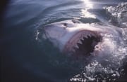 Weißer Hai zeigt seine Zaehne an der Meeresoberflaech (00014508)